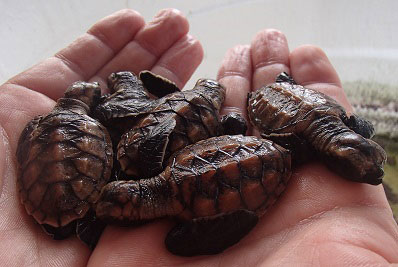 4 baby turtles in safe hands